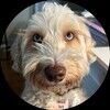 style_protocol